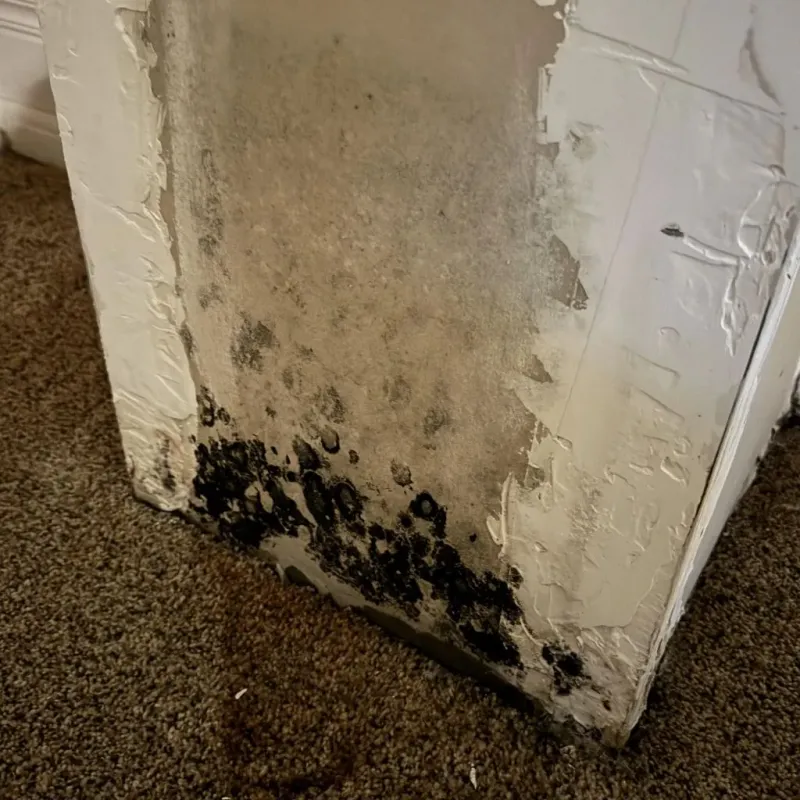 Professional Mold Removal in Logan County, ND